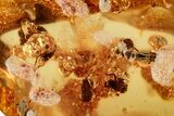 Polished Colombian Copal ( g) - Contains Termites & Beetles! #326730-1